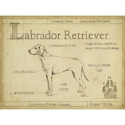 Antique Labrador Retriever (ASH) Black Modern Wood Framed Art Print with Double Matting by Harper, Ethan