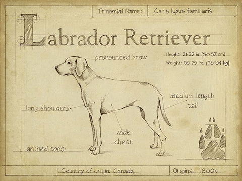 Antique Labrador Retriever (ASH) White Modern Wood Framed Art Print with Double Matting by Harper, Ethan