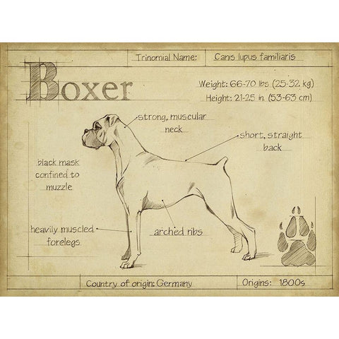 Antique Boxer (ASH) White Modern Wood Framed Art Print by Harper, Ethan