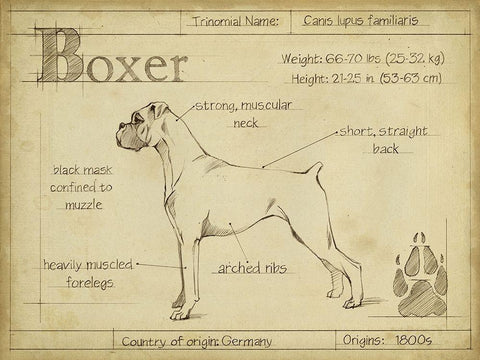 Antique Boxer (ASH) White Modern Wood Framed Art Print with Double Matting by Harper, Ethan