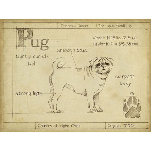 Antique Pug (ASH) Black Modern Wood Framed Art Print with Double Matting by Harper, Ethan