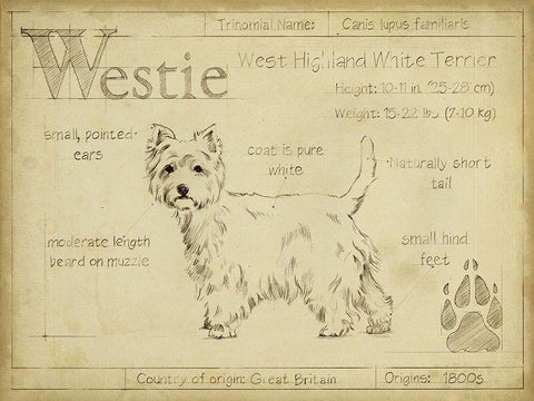 Antique Westie (ASH) White Modern Wood Framed Art Print with Double Matting by Harper, Ethan