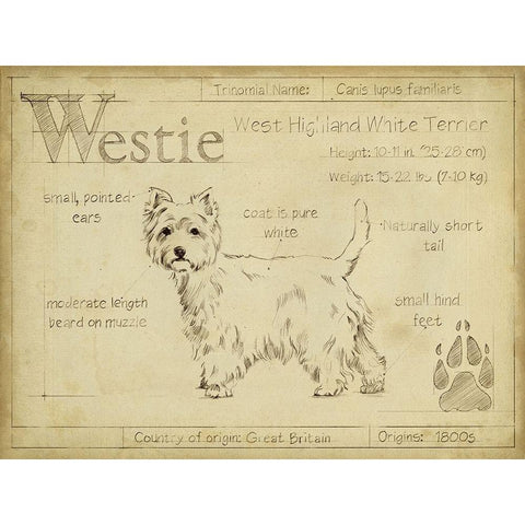 Antique Westie (ASH) Black Modern Wood Framed Art Print by Harper, Ethan