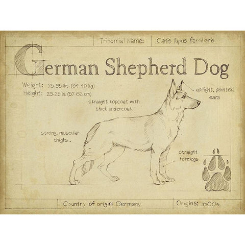 Antique German Shepherd (ASH) Black Modern Wood Framed Art Print with Double Matting by Harper, Ethan