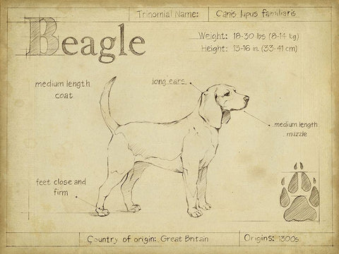Antique Beagle (ASH) White Modern Wood Framed Art Print with Double Matting by Harper, Ethan