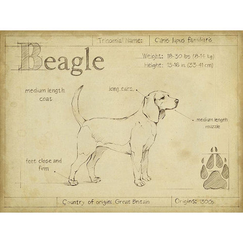 Antique Beagle (ASH) Black Modern Wood Framed Art Print with Double Matting by Harper, Ethan