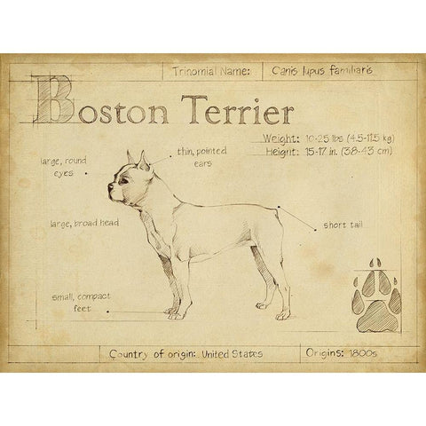 Antique Boston Terrier (ASH) White Modern Wood Framed Art Print by Harper, Ethan