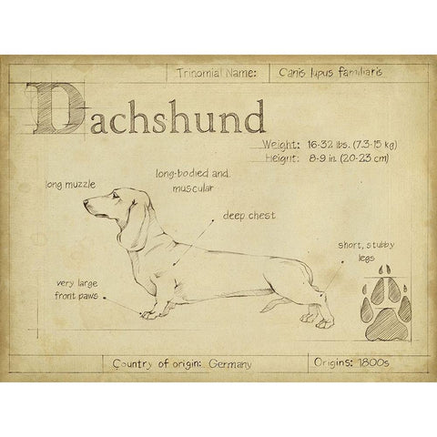 Antique Dachsund (ASH) Black Modern Wood Framed Art Print with Double Matting by Harper, Ethan