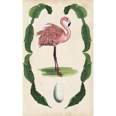 Antiquarian Menagerie - Flamingo I Gold Ornate Wood Framed Art Print with Double Matting by McCavitt, Naomi