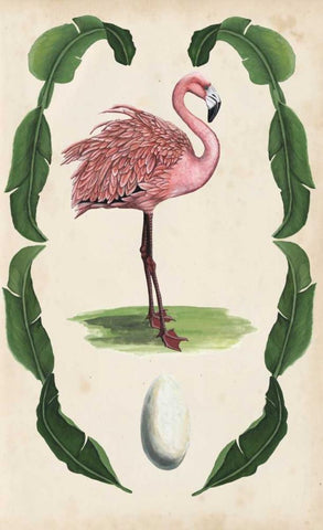 Antiquarian Menagerie - Flamingo I White Modern Wood Framed Art Print with Double Matting by McCavitt, Naomi