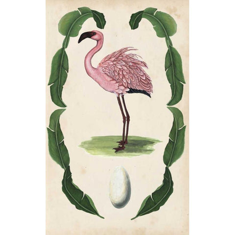 Antiquarian Menagerie - Flamingo II Black Modern Wood Framed Art Print with Double Matting by McCavitt, Naomi