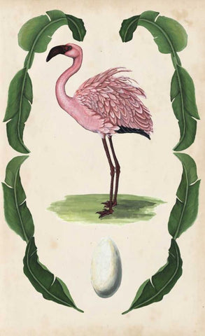 Antiquarian Menagerie - Flamingo II Black Ornate Wood Framed Art Print with Double Matting by McCavitt, Naomi