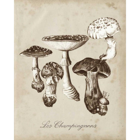 Les Champignons I Black Modern Wood Framed Art Print with Double Matting by McCavitt, Naomi