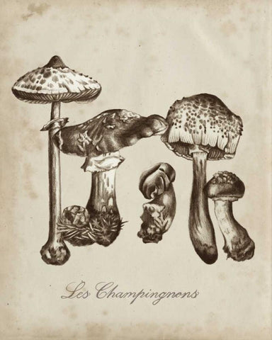 Les Champignons II White Modern Wood Framed Art Print with Double Matting by McCavitt, Naomi