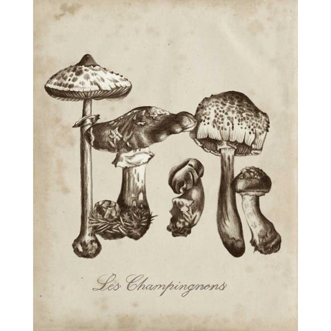 Les Champignons II White Modern Wood Framed Art Print by McCavitt, Naomi