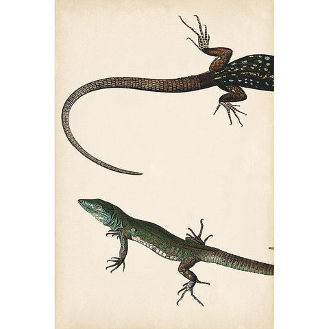 Lizard Diptych I Black Modern Wood Framed Art Print with Double Matting by Vision Studio