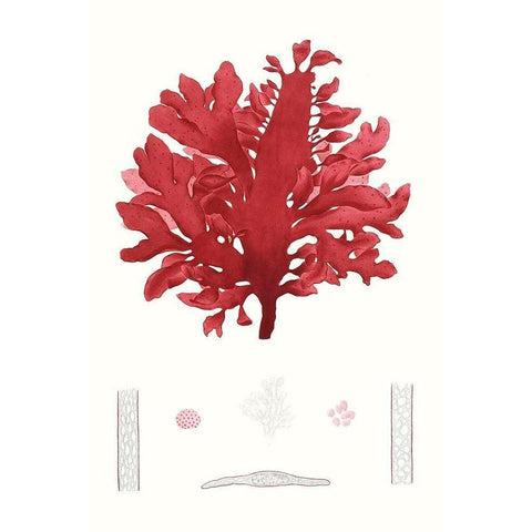 Striking Seaweed I White Modern Wood Framed Art Print by Vision Studio