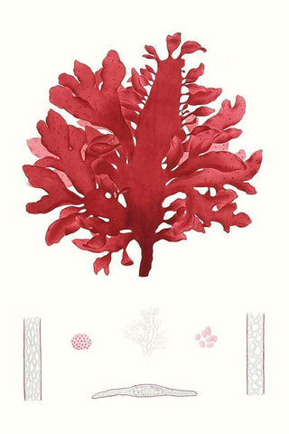 Striking Seaweed I White Modern Wood Framed Art Print with Double Matting by Vision Studio