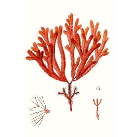 Striking Seaweed II White Modern Wood Framed Art Print by Vision Studio