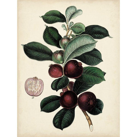 Antique Foliage and Fruit I Black Modern Wood Framed Art Print with Double Matting by Vision Studio