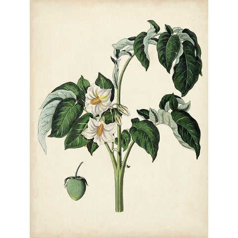 Antique Foliage and Fruit II Black Modern Wood Framed Art Print with Double Matting by Vision Studio