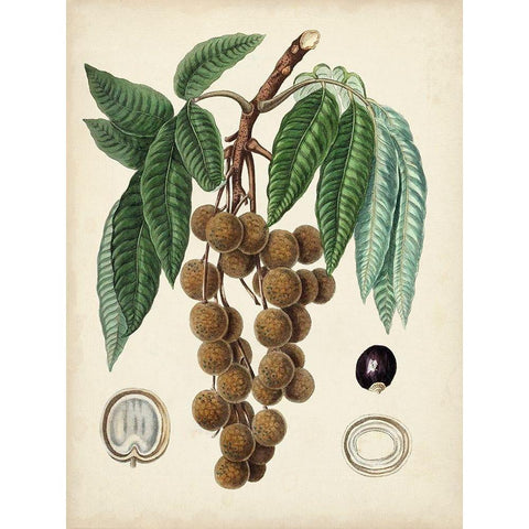 Antique Foliage and Fruit III Black Modern Wood Framed Art Print with Double Matting by Vision Studio