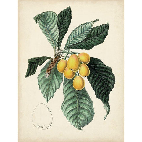 Antique Foliage and Fruit VI White Modern Wood Framed Art Print by Vision Studio