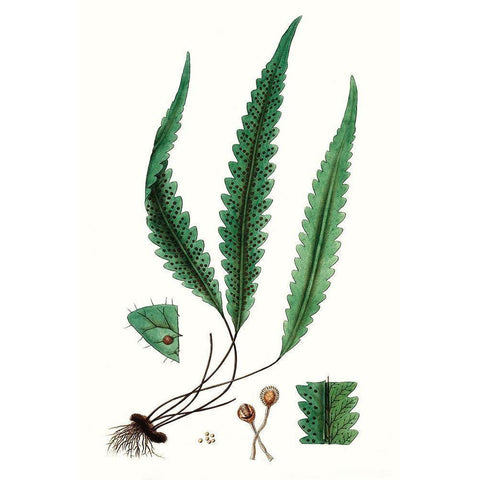 Fern Foliage V Black Modern Wood Framed Art Print with Double Matting by Vision Studio