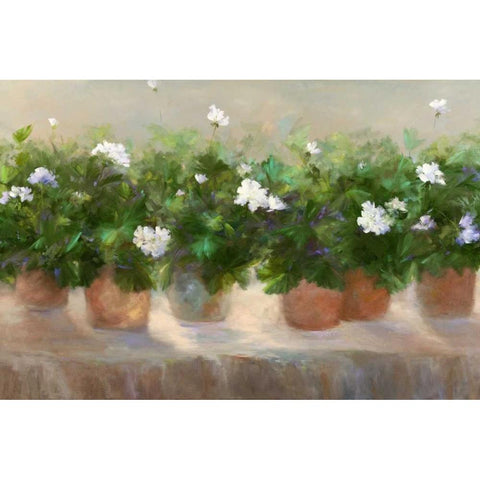 White Geraniums Black Modern Wood Framed Art Print by Finch, Sheila