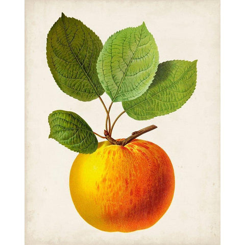 Antique Fruit I Black Modern Wood Framed Art Print with Double Matting by Vision Studio