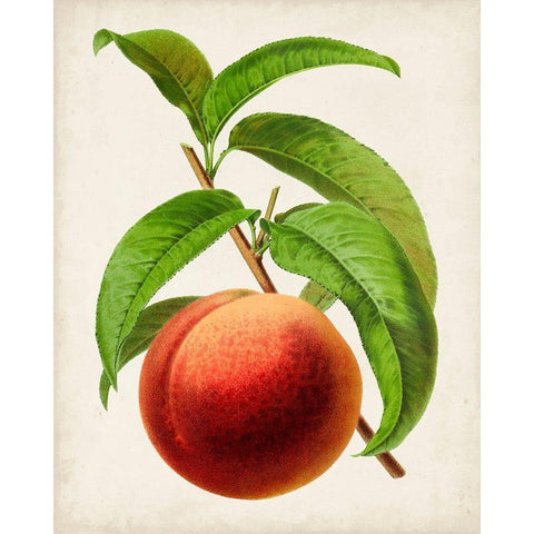 Antique Fruit V Black Modern Wood Framed Art Print with Double Matting by Vision Studio