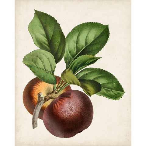 Antique Fruit IX White Modern Wood Framed Art Print by Vision Studio