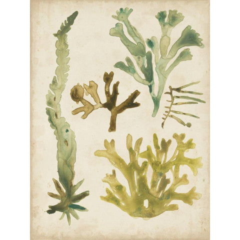 Vintage Sea Fronds I Gold Ornate Wood Framed Art Print with Double Matting by Vess, June Erica