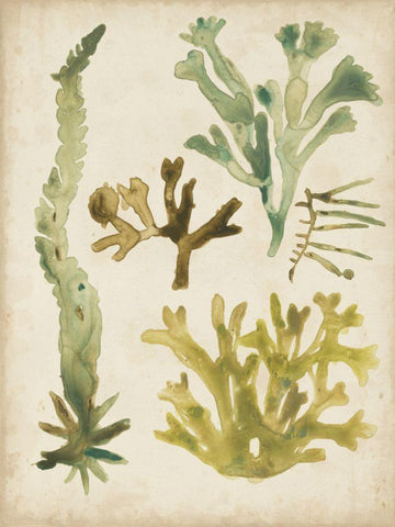 Vintage Sea Fronds I Black Ornate Wood Framed Art Print with Double Matting by Vess, June Erica