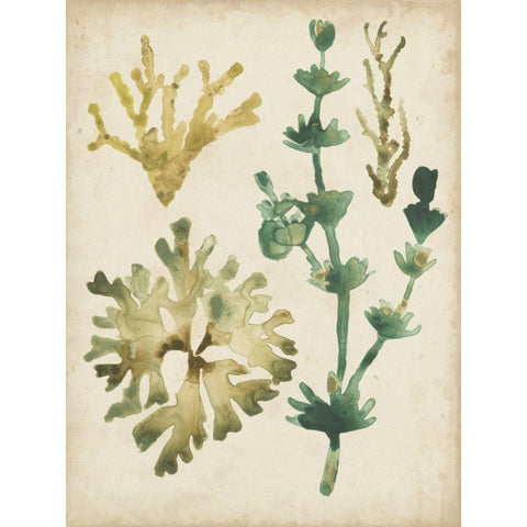 Vintage Sea Fronds II Gold Ornate Wood Framed Art Print with Double Matting by Vess, June Erica