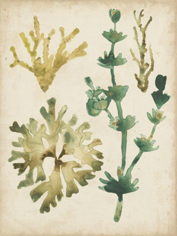 Vintage Sea Fronds II White Modern Wood Framed Art Print with Double Matting by Vess, June Erica