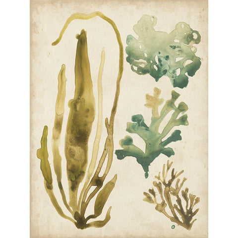 Vintage Sea Fronds III Black Modern Wood Framed Art Print with Double Matting by Vess, June Erica