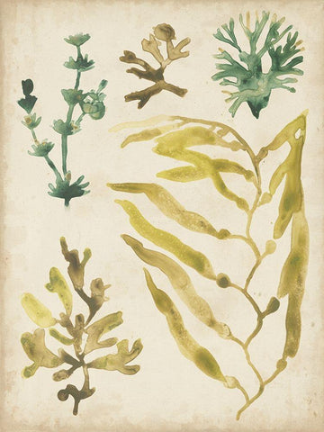 Vintage Sea Fronds IV White Modern Wood Framed Art Print with Double Matting by Vess, June Erica