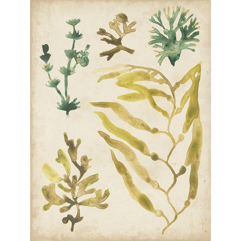 Vintage Sea Fronds IV Black Modern Wood Framed Art Print with Double Matting by Vess, June Erica