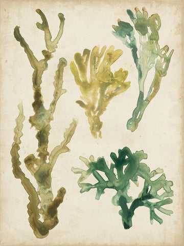 Vintage Sea Fronds V White Modern Wood Framed Art Print with Double Matting by Vess, June Erica