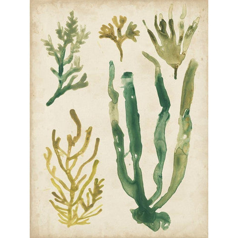 Vintage Sea Fronds VI Gold Ornate Wood Framed Art Print with Double Matting by Vess, June Erica