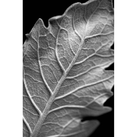 Striking Leaf I Black Modern Wood Framed Art Print with Double Matting by Stramel, Renee W.