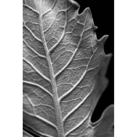Striking Leaf II Black Modern Wood Framed Art Print with Double Matting by Stramel, Renee W.