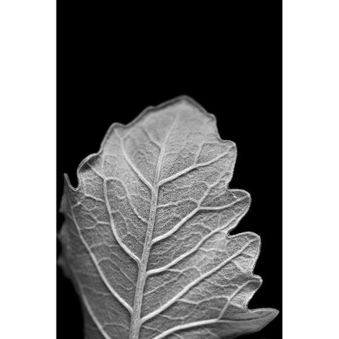 Striking Leaf III Black Modern Wood Framed Art Print with Double Matting by Stramel, Renee W.
