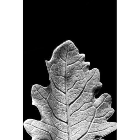 Striking Leaf IV Black Modern Wood Framed Art Print by Stramel, Renee W.
