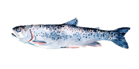 Freckled Trout III White Modern Wood Framed Art Print with Double Matting by Scarvey, Emma