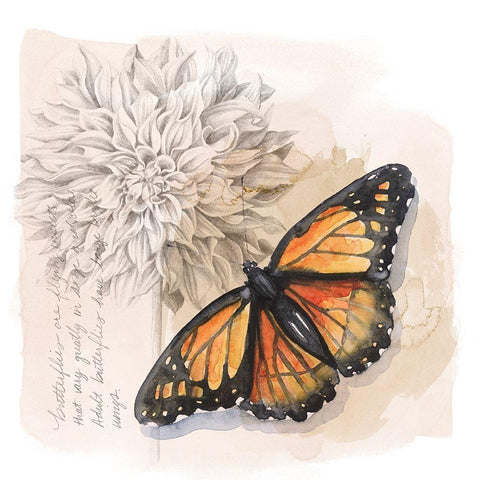 Shadow Box Butterfly I Black Modern Wood Framed Art Print with Double Matting by Popp, Grace
