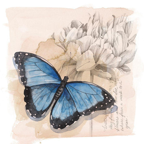 Shadow Box Butterfly II White Modern Wood Framed Art Print by Popp, Grace