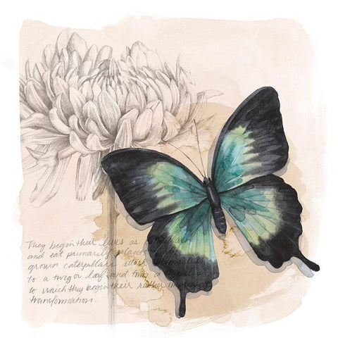 Shadow Box Butterfly III White Modern Wood Framed Art Print with Double Matting by Popp, Grace
