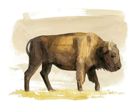 Bison Watercolor Sketch I White Modern Wood Framed Art Print with Double Matting by Popp, Grace